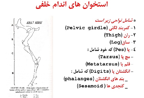  استخوان شناسی پایه/اندام خلفی