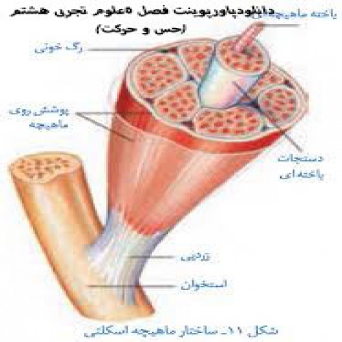 دانلود دانلودپاورپوینت فصل 5علوم تجربی هشتم(حس و حرکت)