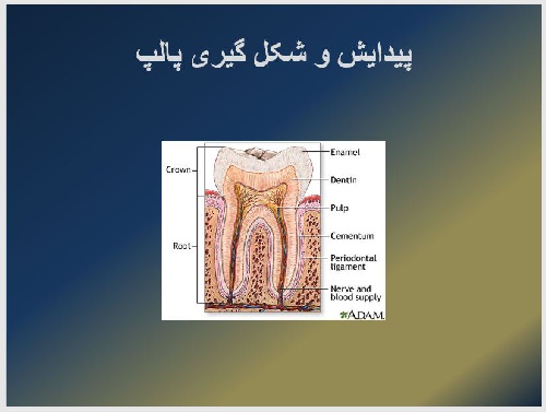  پاورپوينت با عنوان پالپ pulp