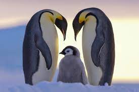 پاورپوینت در مورد سرگذشت یک پنگوئن