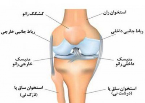  	تحقیق آماده انواع رباط در مفصل ها و یاخته های پشتیبان عصبی