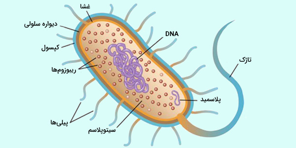 پاورپوینت زیست و ازمایشگاه فصل نهم (باکتری ها) (تحقیق دانش اموزی)