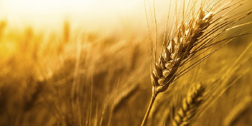  پاورپوینت بيماري هاي گندم Wheat diseases