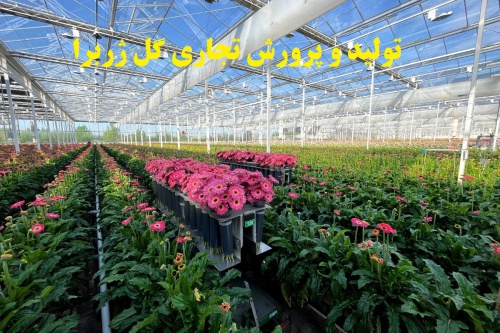  تولید و پرورش تجاری گل ژربرا