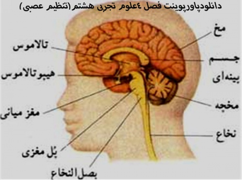 دانلود دانلودپاورپوینت فصل 4علوم تجربی هشتم(تنظیم عصبی)