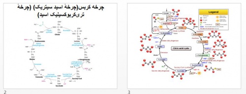  فایل پاورپوینت چرخه کربس