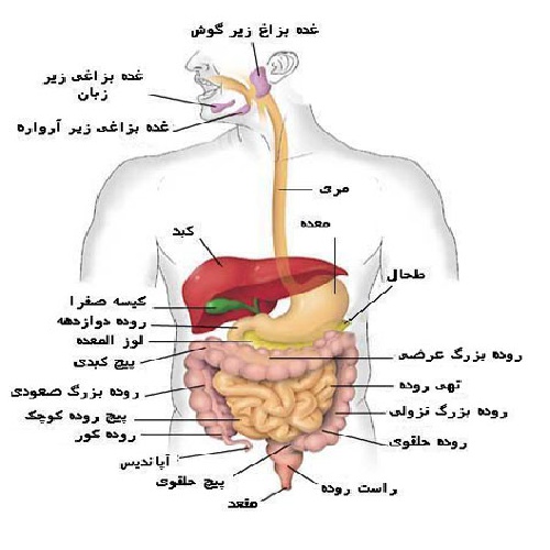  پاورپوینت کامل و جامع با عنوان دستگاه گوارشی انسان در 28 اسلاید