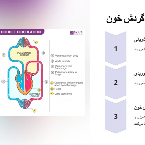  دانلود پاورپوینت قلب