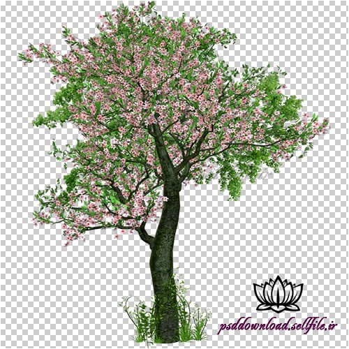  کلیپ آرت درخت شکوفه های صورتی با کیفیت بالا