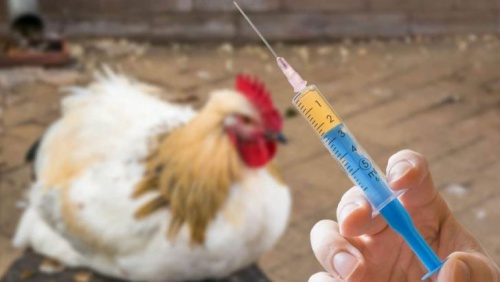  پاورپوینت واکسیناسیون طيور