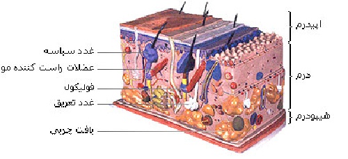  پاورپوینت ساختمان پوست