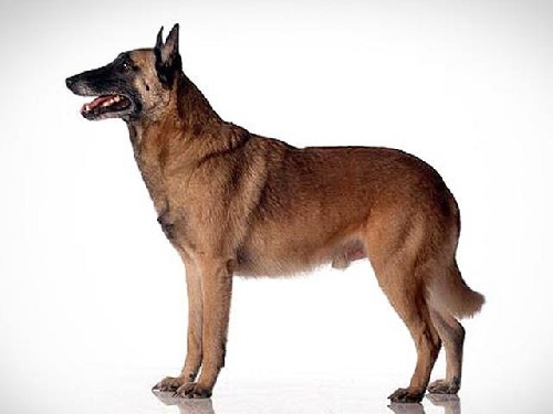  دانلود فایل آموزشی آشنایی با سگ نژاد بلژین مالینویز و خصوصیات آن