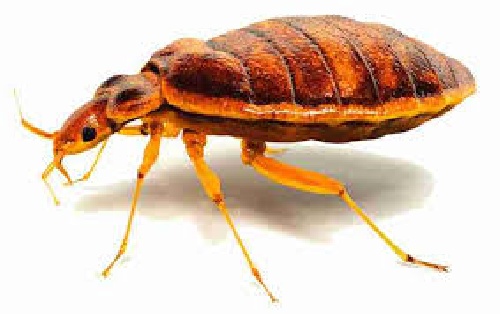  ساس و کنترل آن Bed bug Cimex lectularius