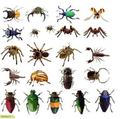  پاورپوینت کامل و جامع با عنوان بررسی حشرات در 32 اسلاید