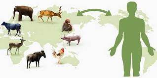 پاورپوینت بیماریهای مشترک بین انسان و حیوان