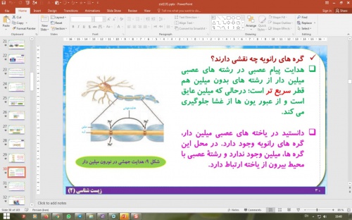  پاورپوینت فصل 1 زیست شناسی پایه یازدهم تجربی: تنظیم عصبی