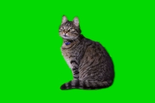  فوتیج کروماکی پرده سبز گربه