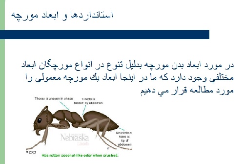  دانلود پروژه پاورپوینت مورچه (پروژه انسان , طبیعت  ,معماری )