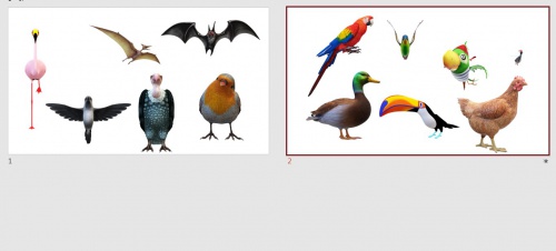  طرح سه بعدی پرندگان