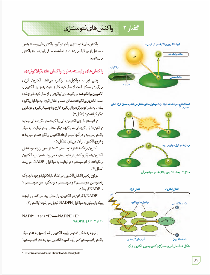 زیست شناسی 3 - پایۀ دوازدهم - دورۀ دوم متوسطه: فصل 6- از انرژی به ماده: گفتار 2 - واکنش های فتوسنتزی