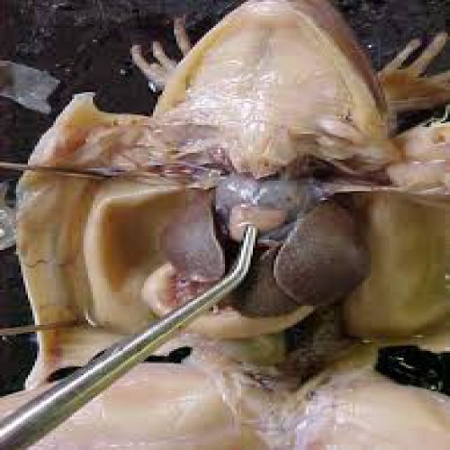  پاورپوینت تشریح قورباغه Frog Dissection
