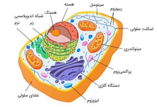  پاورپوینت کامل و جامع با عنوان انتقال ترکیبات آلی در گیاه در 51 اسلاید