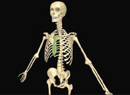  پاورپوینت کامل اناتومی استخوان بندی و اسکلت بدن انسان در 108 اسلاید به همراه تصویر