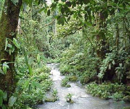  دانلود بروشور قابل ویرایش زیست بوم جنگل های بارانی استوایی