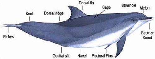  مقاله همه چیز در مورد دلفین ها