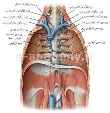 پاورپوینت آناتومی توراکس