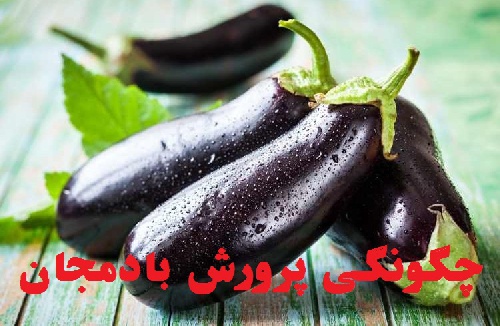  چگونگی پرورش بادمجان