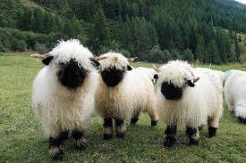 تحقیق درباره رفتار شناسي كاربردي گوسفند