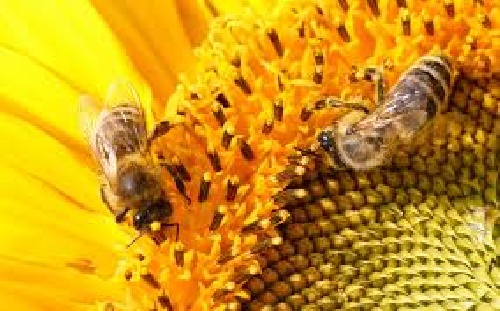  شهد و زنبور عسل , آموزش زنبور داری