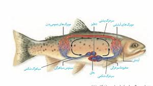 پاورپوینت ماهی شناسی عمومی