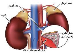 پاورپوینت هورمون های قشری فوق کلیه