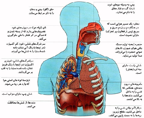  پاورپوینت کامل درباره فیزیولوژی تنفس در 122 اسلاید