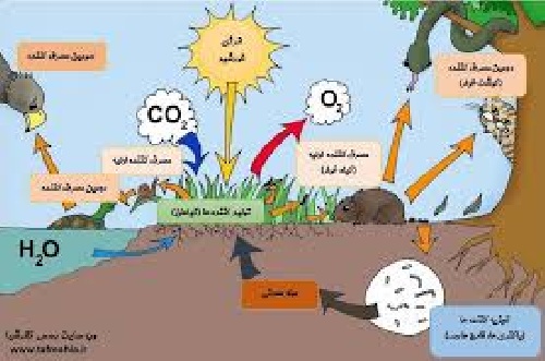  دانلود تحقیق  تنوع در اکو سیستم های زیستی 