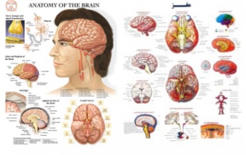  پوستر مغزانسان 