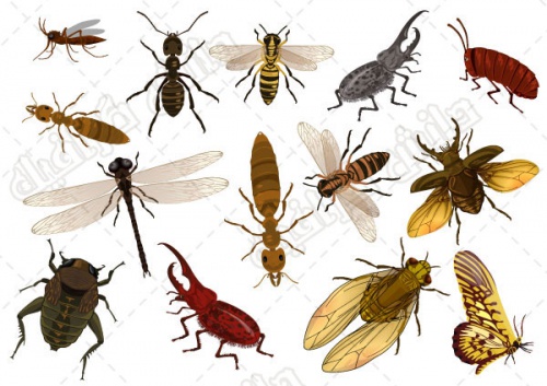  طرح وکتور حشرات شامل 14 عدد