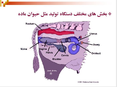  فیزیولوژی تولید مثل حیوانات ماده Reproduction Physiology 