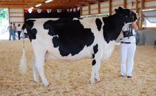 دانلود فایل تحقیق درباره كيست هاي تخمدان در گاوهاي شيري