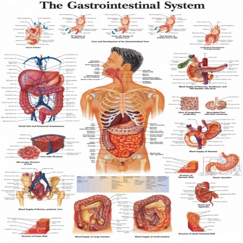  پوستر گوارش بدن انسان 