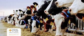 پاورپوینت رفتار شناسی گاو