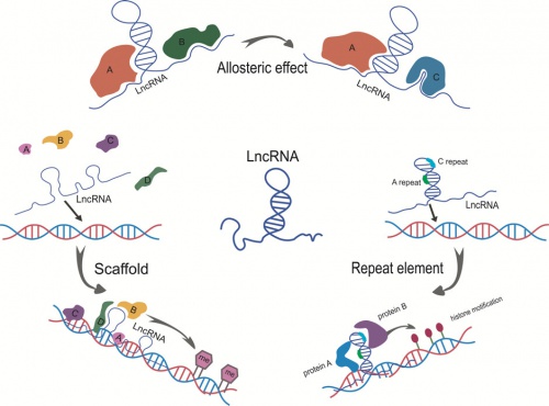  lncRna ها به عنوان Rnaهای بلند غیرکدکننده