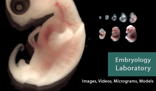  کلیات و تصاویر و ویدئو های آزمایشگاه ی جنین شناسی