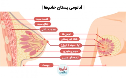  مقاله جامع و کامل آناتومي پستان در 100صفحه ورد