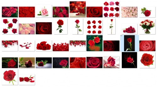  38 عکس گل رز با کیفیت بسیار بالا از شاتر استوک