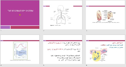  پاورپوينت با عنوان سیستم تنفسی THE RESPIRATORY SYSTEM