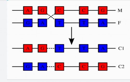  اصول ژنتیک و نحوه ی برخورد کروموزوم ها و تشکیل DNA