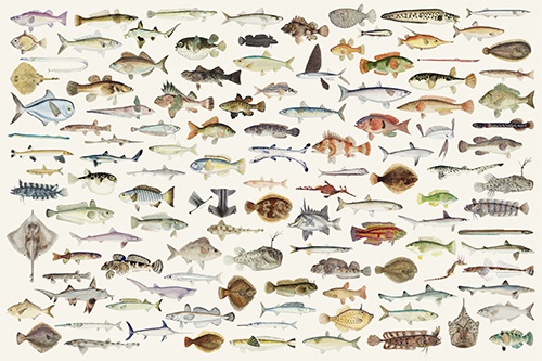  وکتور ماهی با بیش از ۱۰۰ طرح متنوع